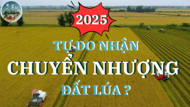 Quy định mới về chuyển nhượng đất trồng lúa- Luật đất đai 2025