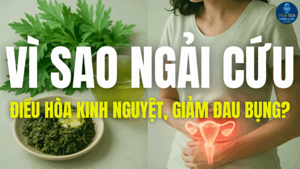 VÌ SAO NGẢI CỨU ĐIỀU HÒA KINH NGUYỆT, GIẢM ĐAU BỤNG?