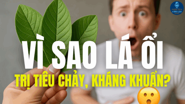 "VÌ SAO LÁ ỔI TRỊ TIÊU CHẢY, KHÁNG KHUẨN?