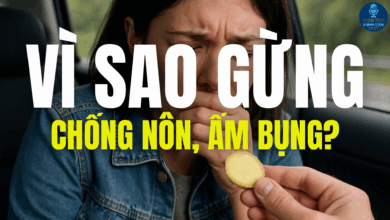 VÌ SAO GỪNG CHỐNG NÔN, ẤM BỤNG?