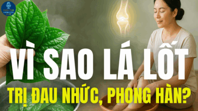 VÌ SAO LÁ LỐT TRỊ ĐAU NHỨC, PHONG HÀN?