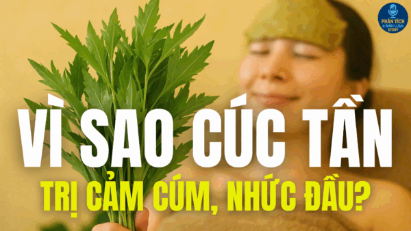 VÌ SAO CÚC TẦN TRỊ CẢM CÚM, NHỨC ĐẦU?