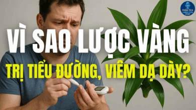 VÌ SAO LƯỢC VÀNG TRỊ TIỂU ĐƯỜNG, VIÊM DẠ DÀY?