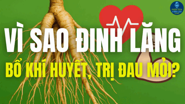VÌ SAO ĐINH LĂNG BỔ KHÍ HUYẾT, TRỊ ĐAU MỎI?