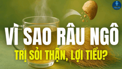 VÌ SAO RÂU NGÔ TRỊ SỎI THẬN, LỢI TIỂU?