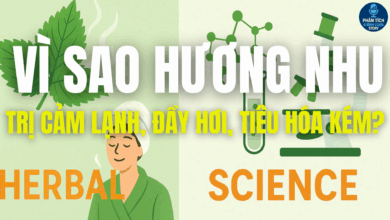 VÌ SAO HƯƠNG NHU TRỊ CẢM LẠNH, ĐẦY HƠI, TIÊU HÓA KÉM?