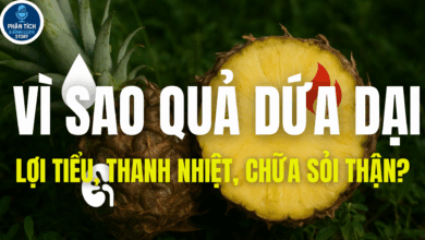 VÌ SAO QUẢ DỨA DẠI LỢI TIỂU, THANH NHIỆT, CHỮA SỎI THẬN?