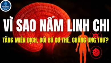 VÌ SAO NẤM LINH CHI TĂNG MIỄN DỊCH, BỒI BỔ CƠ THỂ, CHỐNG UNG THƯ?