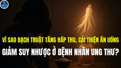 VÌ SAO BẠCH TRUẬT TĂNG HẤP THU, CẢI THIỆN ĂN UỐNG, GIẢM SUY NHƯỢC Ở BỆNH NHÂN UNG THƯ?