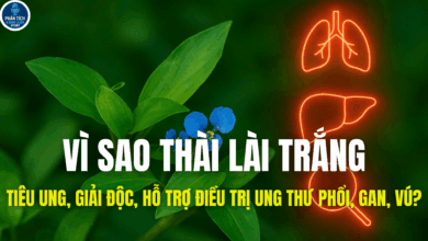 VÌ SAO THÀI LÀI TRẮNG TIÊU UNG, GIẢI ĐỘC, HỖ TRỢ ĐIỀU TRỊ UNG THƯ PHỔI, GAN, VÚ?