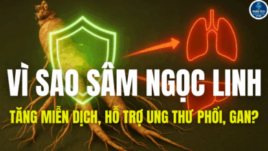 VÌ SAO SÂM NGỌC LINH TĂNG MIỄN DỊCH, HỖ TRỢ UNG THƯ PHỔI, GAN?