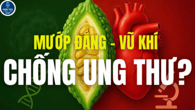 Mướp đắng – từ món ăn dân dã đến tiềm năng chữa ung thư
