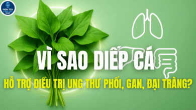 VÌ SAO DIẾP CÁ TIÊU VIÊM, GIẢI ĐỘC, HỖ TRỢ ĐIỀU TRỊ UNG THƯ PHỔI, GAN, ĐẠI TRÀNG?