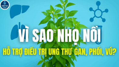VÌ SAO NHỌ NỒI HỖ TRỢ ĐIỀU TRỊ UNG THƯ GAN, PHỔI, VÚ?