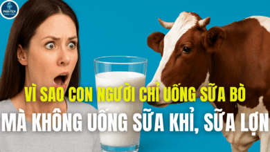 VÌ SAO CON NGƯỜI CHỈ UỐNG SỮA BÒ MÀ KHÔNG UỐNG SỮA KHỈ, SỮA LỢN
